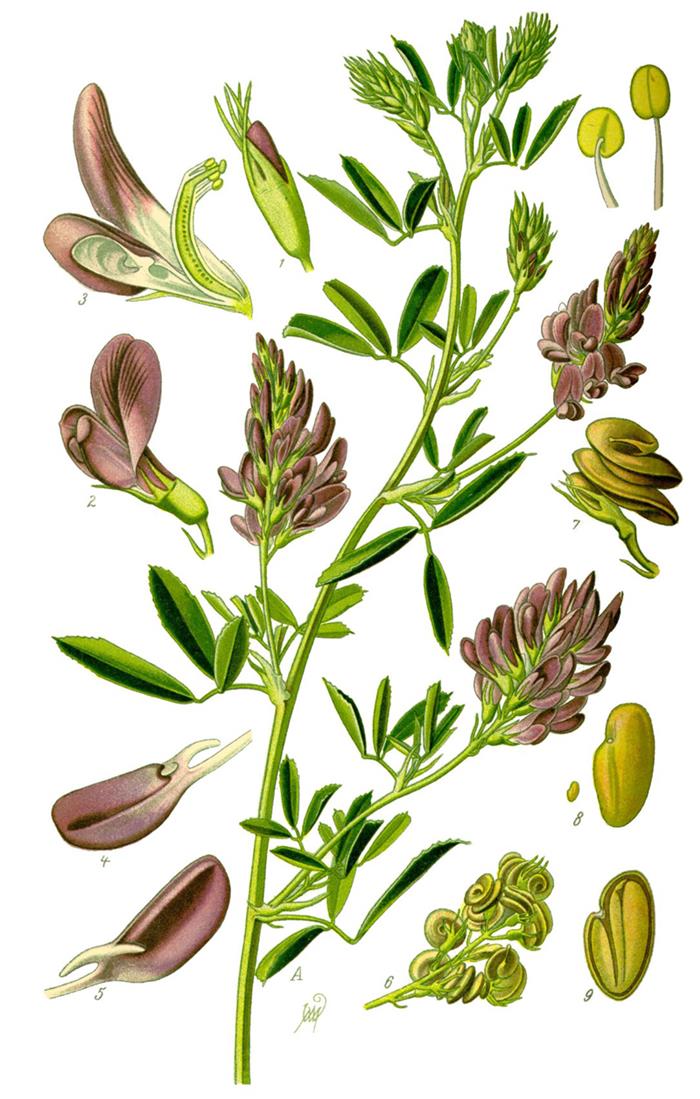 گیاه یونجه